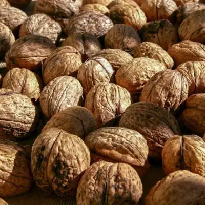 Грецкий орех ПИНСКИЙ в Мозыре