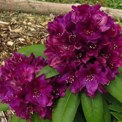 Рододендрон ПОЛАРНАХТ в Мозыре