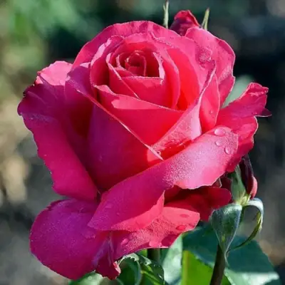 Роза ВИЕН РОУЗ чайно-гибридная в Мозыре