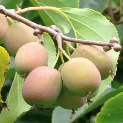 Актинидия ГИБРИДНАЯ КОЛБАСИНОЙ в Мозыре