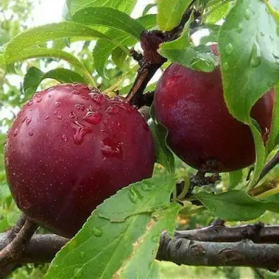 Слива КЛЕОПАТРА в Мозыре