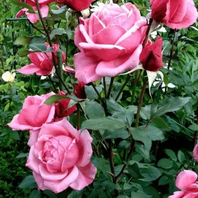 Роза ЭЙФЕЛЕВА БАШНЯ чайно-гибридная в Мозыре