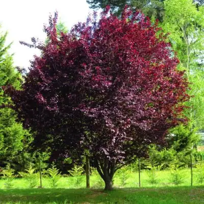 Слива НИГРА растопыреная в Мозыре