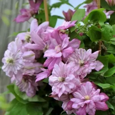 Клематис ИННОСЕНТ ГЛАНС в Мозыре