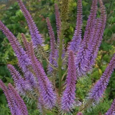 Вероникаструм ФАСЦИНЕЙШН в Мозыре