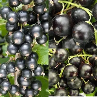 Комплект ЧЕРНАЯ СИЛА в Мозыре