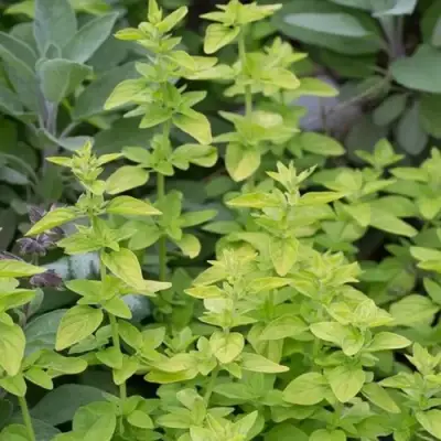 Душица ТАМБЛС ВАРИЕТИ обыкновенная в Мозыре