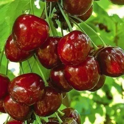 Черешня БУРЛАТ в Мозыре