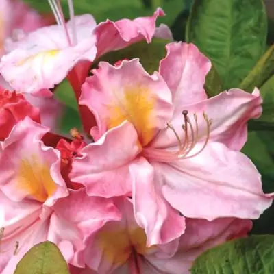 Азалия СЕССИЛЬ листопадная в Мозыре