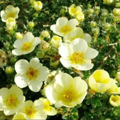 Лапчатка КЛОНДАЙК кустарниковая в Мозыре