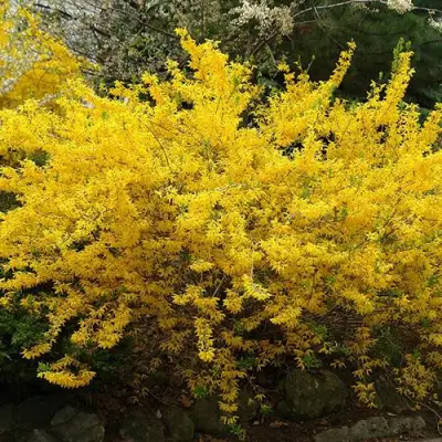 Форзиция ГОЛДЗАУБЕР средняя в Мозыре