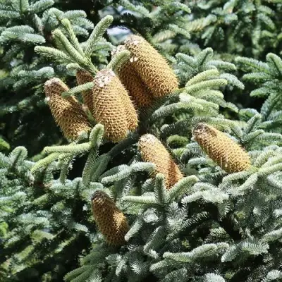 Пихта благородная в Мозыре