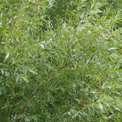 Ива ВИТЕЛЛИНА белая  в Мозыре