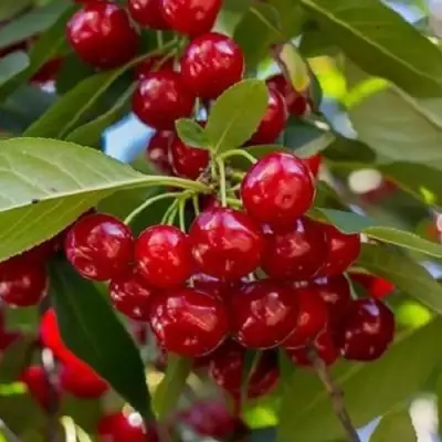 Вишня ГИРЛЯНДА в Мозыре