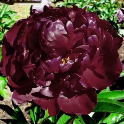 Пион ПИТЕР БРЕНД травянистый в Мозыре