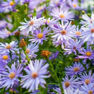 Астра ЛИТТЛ КАРЛОУ сердцелистная в Мозыре