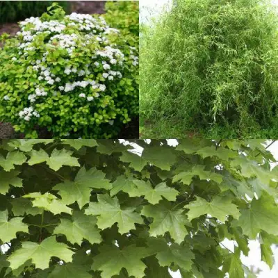 Комплект ЗЕЛЕНЫЙ ОАЗИС в Мозыре