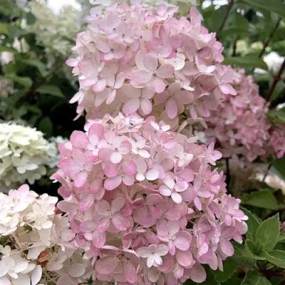 Гортензия БОМБШЕЛ метельчатая в Мозыре