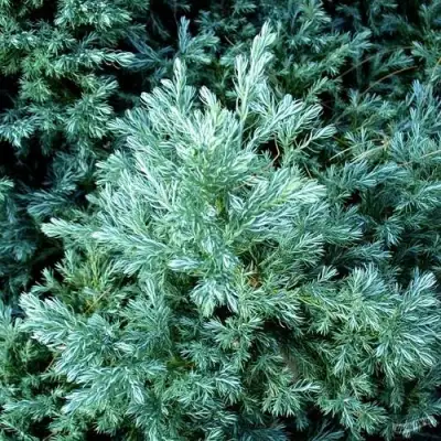 Кипарисовик БУЛЕВАРД горохоплодный в Мозыре