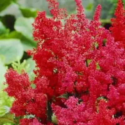 Астильба ЭТНА Арендса в Мозыре