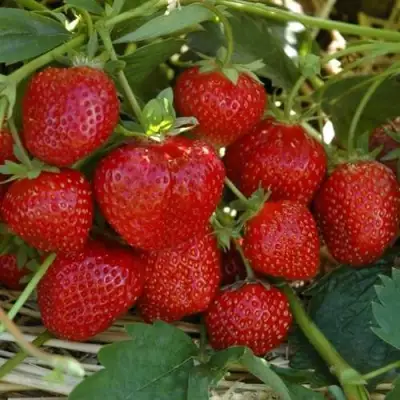 Клубника ЗЕНГА-ЗЕНГАНА в Мозыре