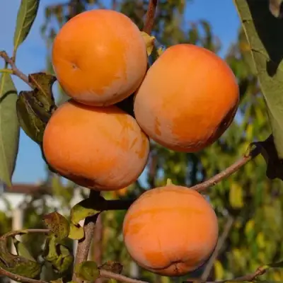 Хурма РОССИЯНКА в Мозыре