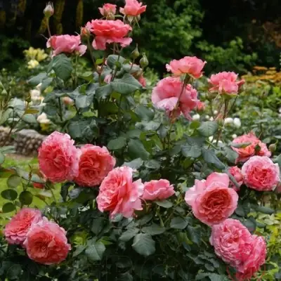 Роза ЛОРАН КАБРОЛЬ шраб в Мозыре