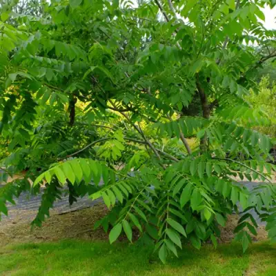 Орех МАНЬЧЖУРСКИЙ в Мозыре