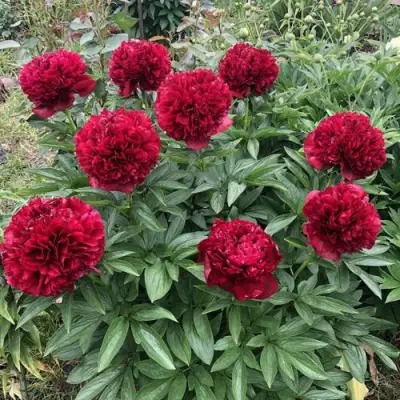 Пион ГАЛАКТИКА травянистый в Мозыре