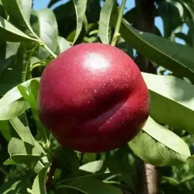 Нектарин БИГ-ТОП в Мозыре