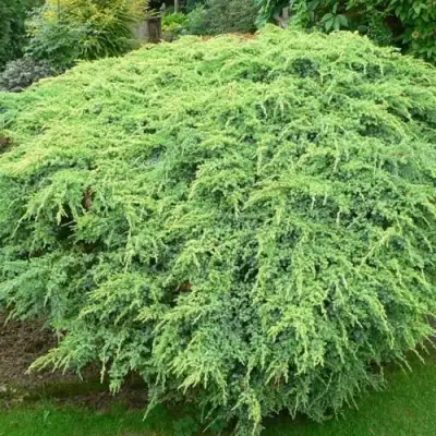 Можжевельник ХОЛГЕР чешуйчатый в Мозыре