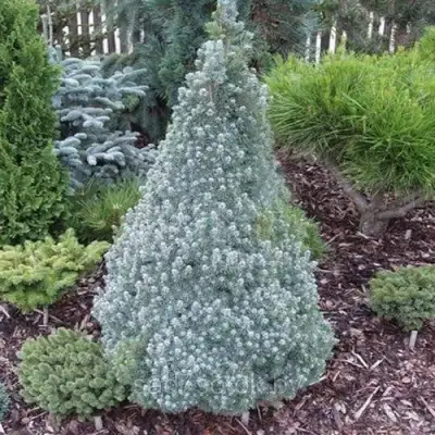 Ель САНДЕРС БЛЮ канадская в Мозыре