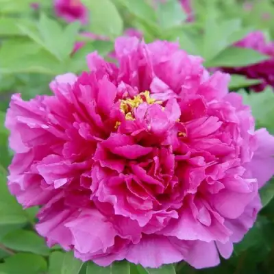 Пион ЛИЛОВАЯ ФАНТАЗИЯ древовидный в Мозыре