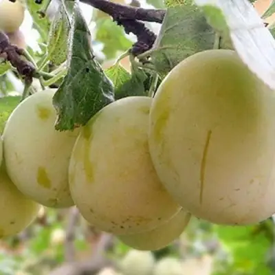 Слива УТРО в Мозыре