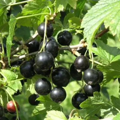 Смородина чёрная ПАМЯТЬ ВАВИЛОВА в Мозыре