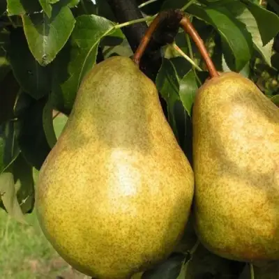 Груша СИЛЬВА в Мозыре