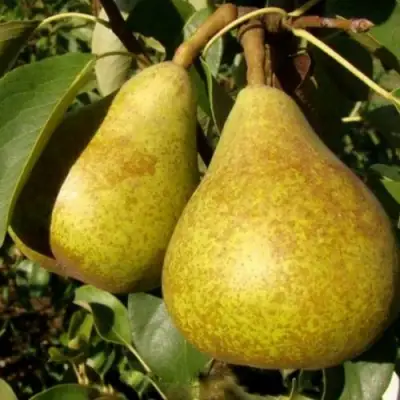 Груша ГЕНЕРАЛ ЛЕКЛЕРК в Мозыре