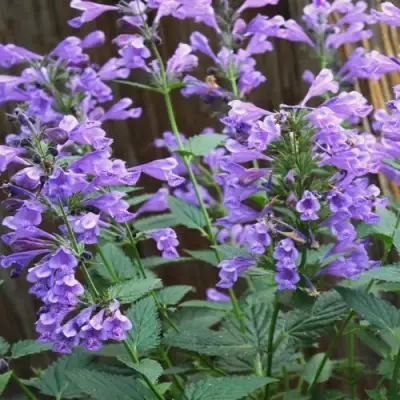 Котовник БЛЮ ДРИМС полусидячий в Мозыре