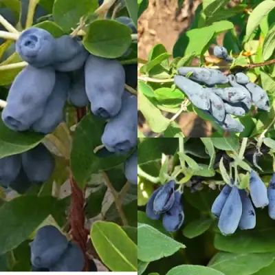 Комплект СЕВЕРНЫЕ ВИТАМИНЫ в Мозыре