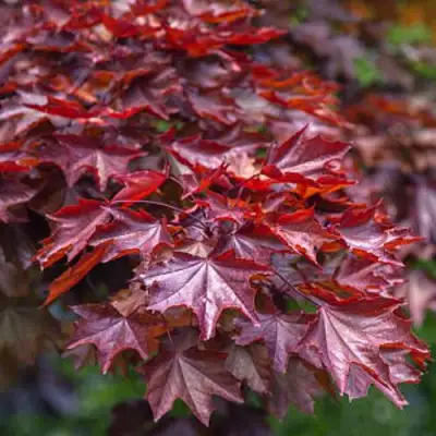 Клен КРИМСОН КИНГ остролистный в Мозыре