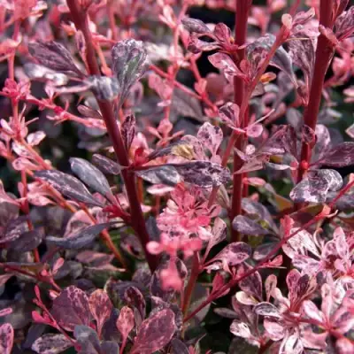 Барбарис АРЛЕКИН тунберга в Мозыре