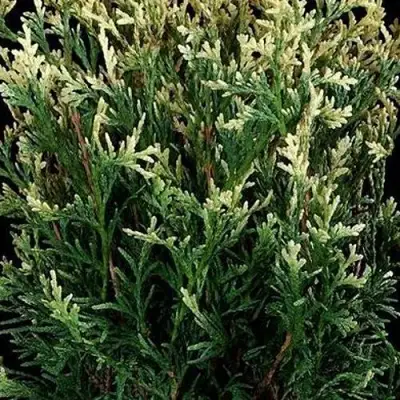 Туя ГОЛД ПЕРЛ западная в Мозыре