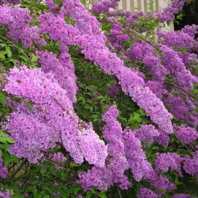 Сирень КИТАЙСКАЯ в Мозыре