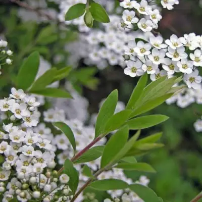 Спирея АРГУТА в Мозыре