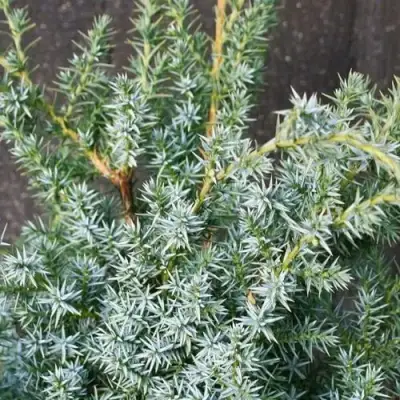 Можжевельник БЛЮ АЛЬПС китайский  в Мозыре