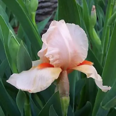 Ирис ПАТИ ДРЕСС бородатый в Мозыре