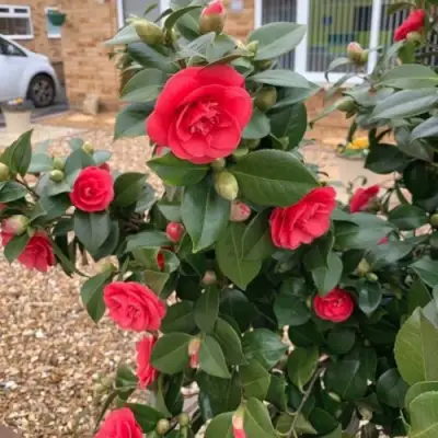 Камелия ЛЕДИ КЭМПБЕЛЛ в Мозыре