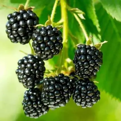 Ежевика КИТАНИНИ бесшипная  в Мозыре