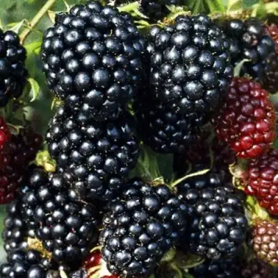 Ежевика ЭВЕРГРИН бесшипная  в Мозыре