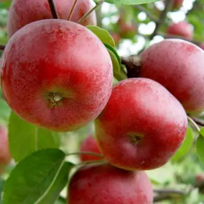 Яблоня ПОСПЕХ в Мозыре